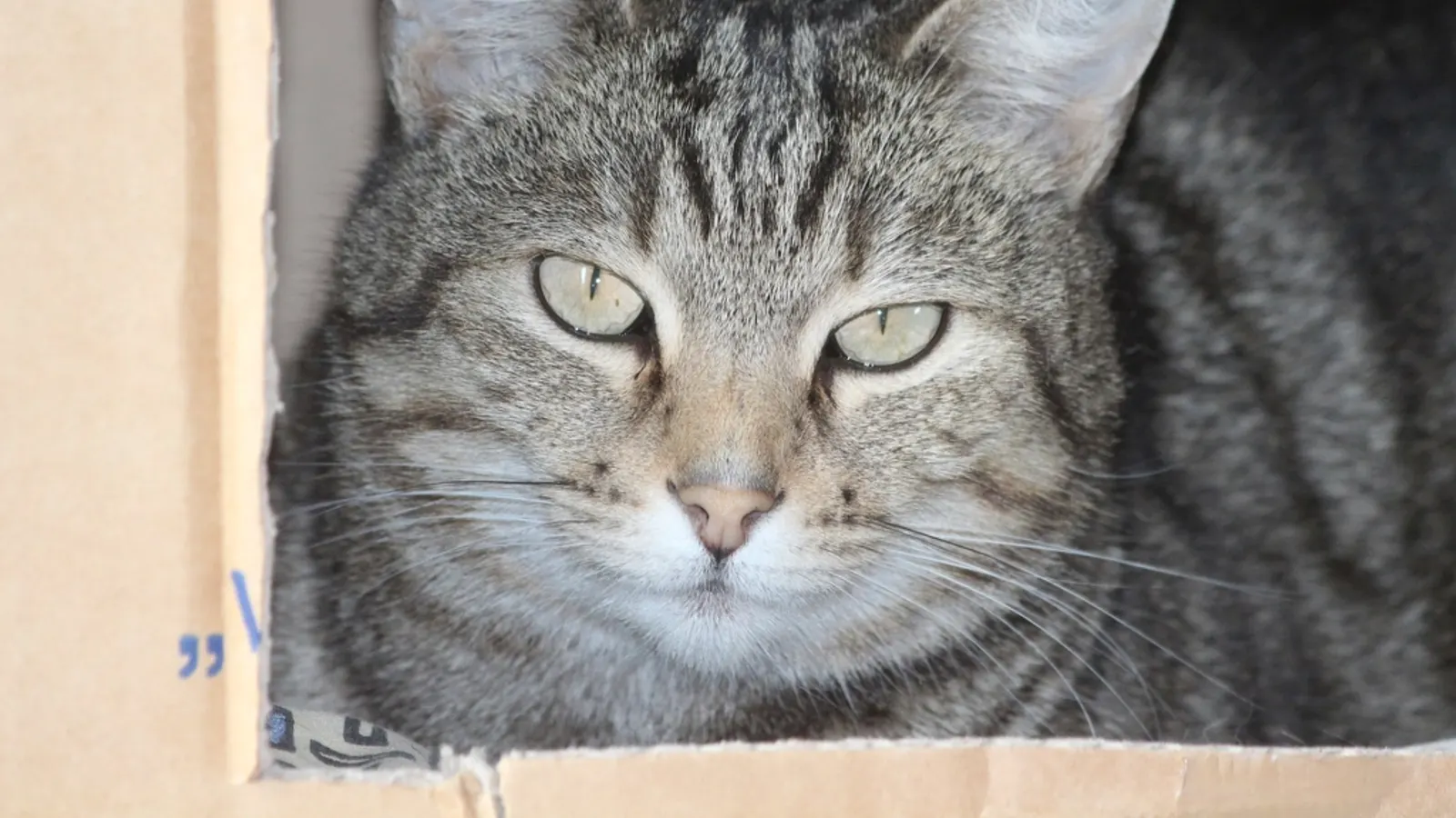 Moving With Pets in Toronto: Full Guide