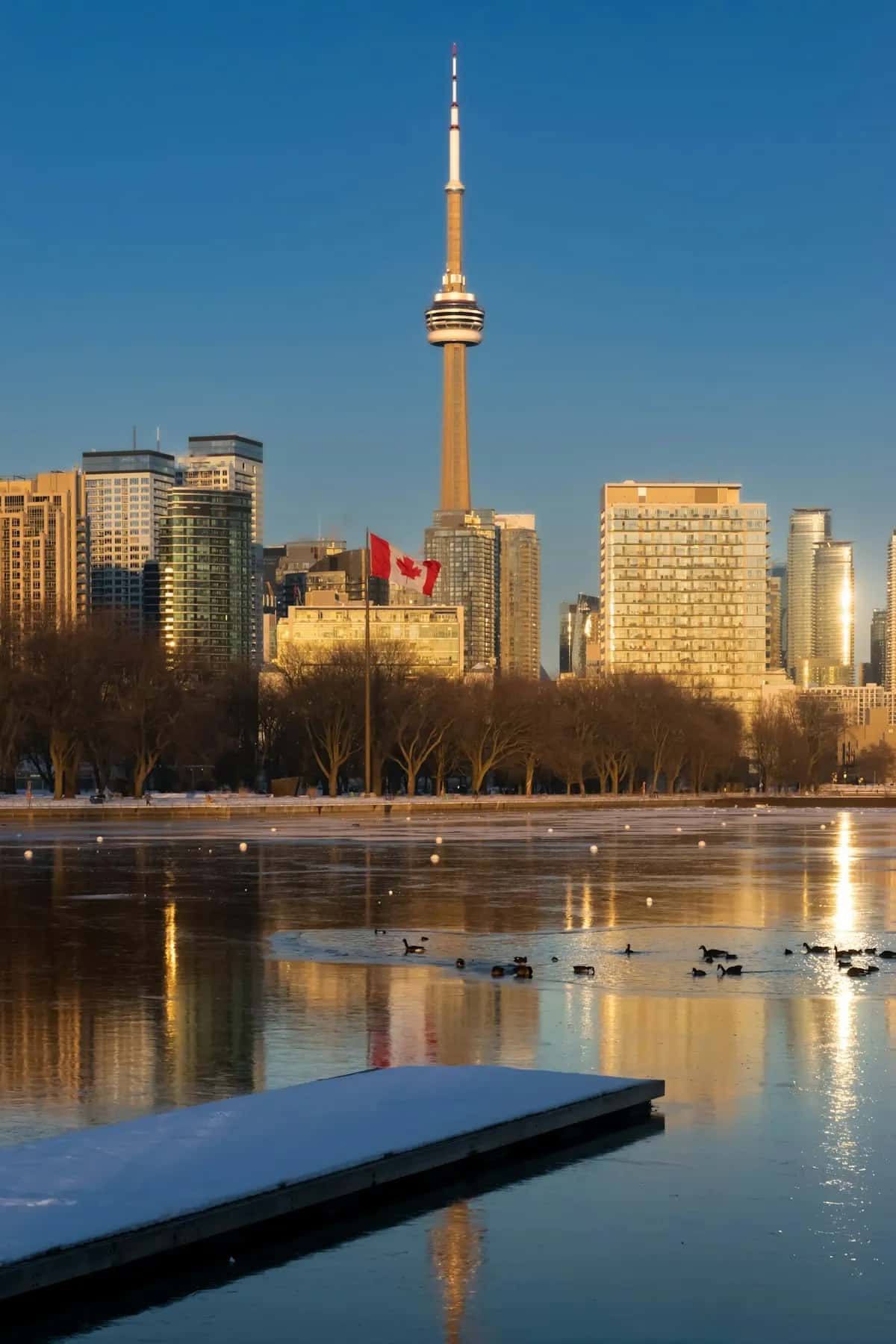 Professional moving services in Toronto